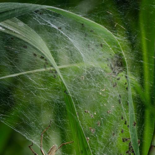 Превью фотографии фотографа Сорокин Алексей