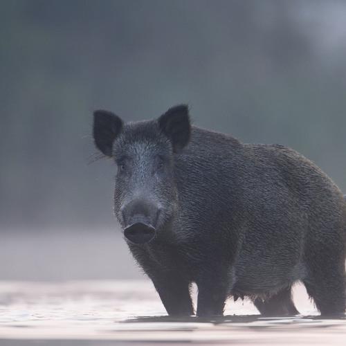 Превью фотографии фотографа Grzegorz Zimny