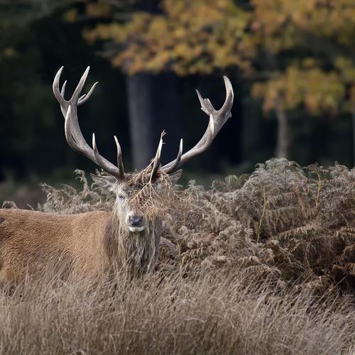 Превью фотографии фотографа Grzegorz Zimny