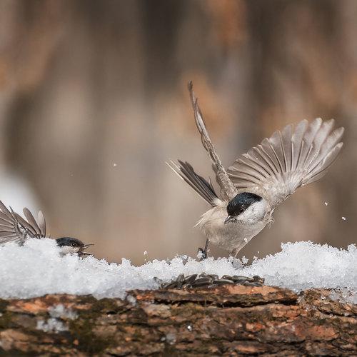 Превью фотографии фотографа Шинкарева Елена