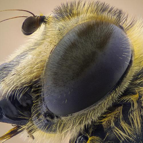 Preview Photographer\'s photo Tsvetan Ganev