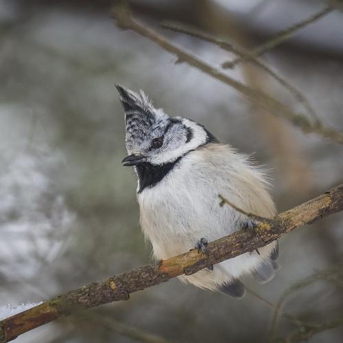 Превью фотографии фотографа Евгения Муравская