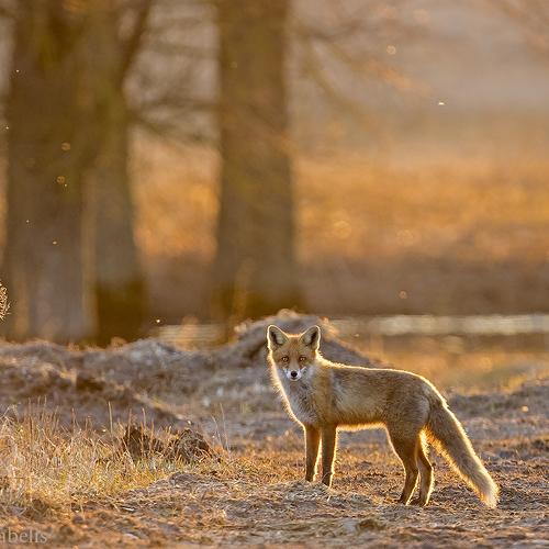 Preview Photographer\'s photo Darius Babelis