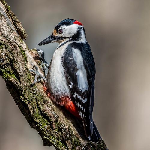 Preview Photographer\'s photo Nikolay Nikolov