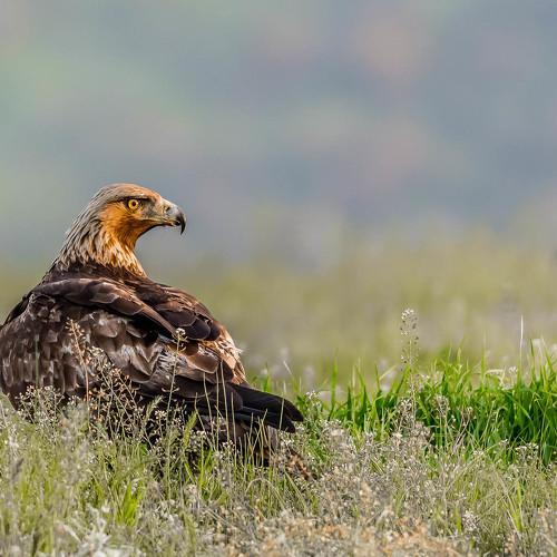 Preview Photographer\'s photo Nikolay Nikolov