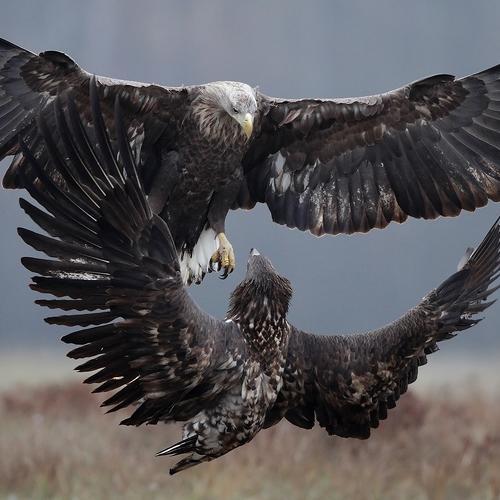 Превью фотографии фотографа Adam Fichna