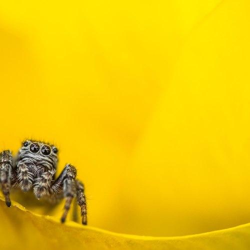 Превью фотографии фотографа Евгения Муравская