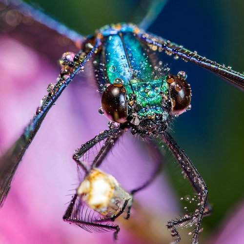 Превью фотографии фотографа Владимир Сковородников