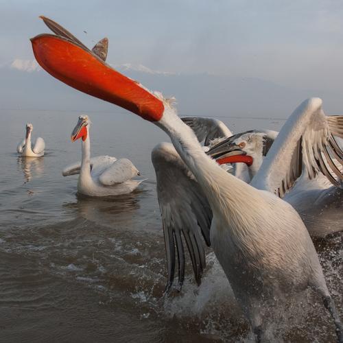 Preview Photographer\'s photo Борис Белчев