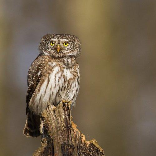 Превью фотографии фотографа Zakrzewski Marcin