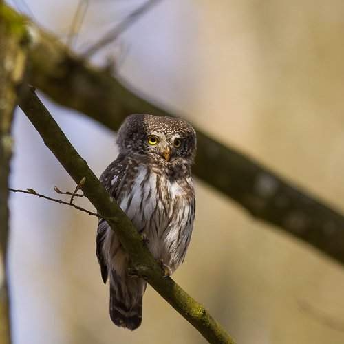 Превью фотографии фотографа Zakrzewski Marcin