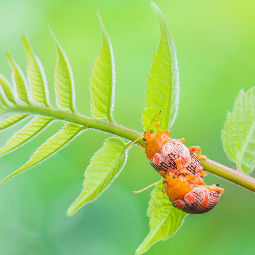 Preview Photographer\'s photo Lê Minh Tuấn