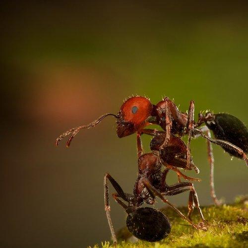 Preview Photographer\'s photo iryna