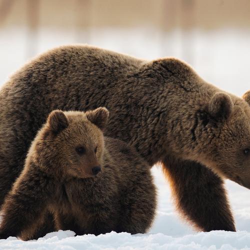 Превью фотографии фотографа Сергей Урядников