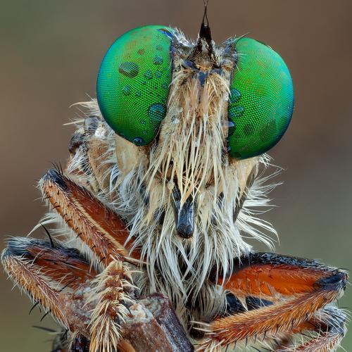 Превью фотографии фотографа Miron Karlinsky