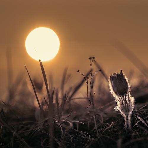 Preview Photographer\'s photo  Zanfoar