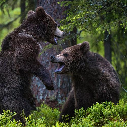 Превью фотографии фотографа Сергей Урядников