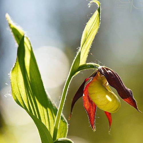 Превью фотографии фотографа Григорий Пожванов