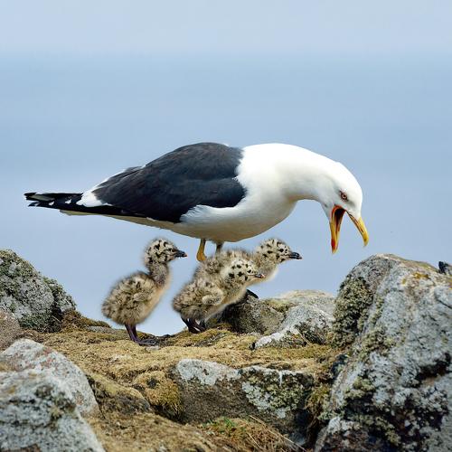 Превью фотографии фотографа Ольга Тарасюк
