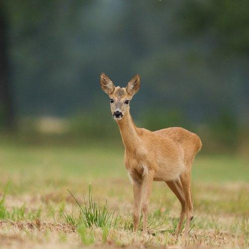 Превью фотографии фотографа Janina J?drzejewska-Szombara