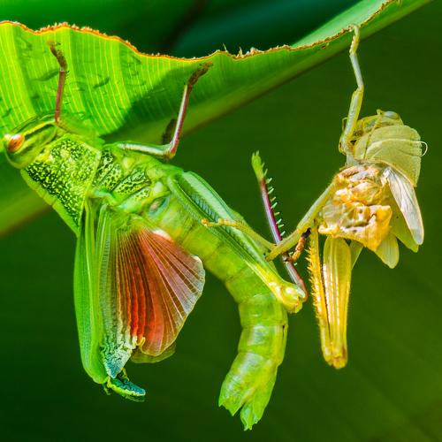 Preview Photographer\'s photo Lê Minh Tuấn