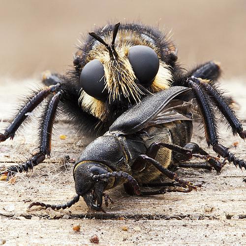 Превью фотографии фотографа Елена Соловьёва