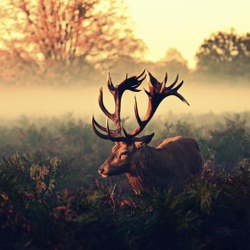 Превью фотографии фотографа Robert Fabrowski