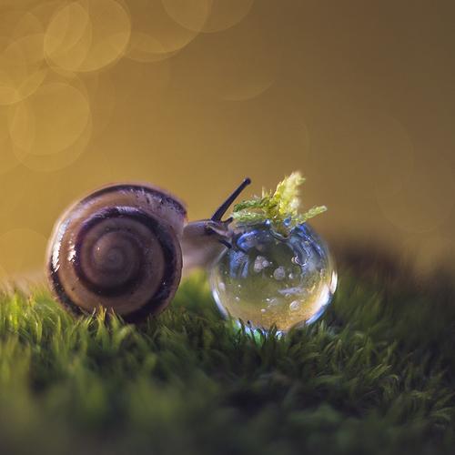 Превью фотографии фотографа Ксения Орлова