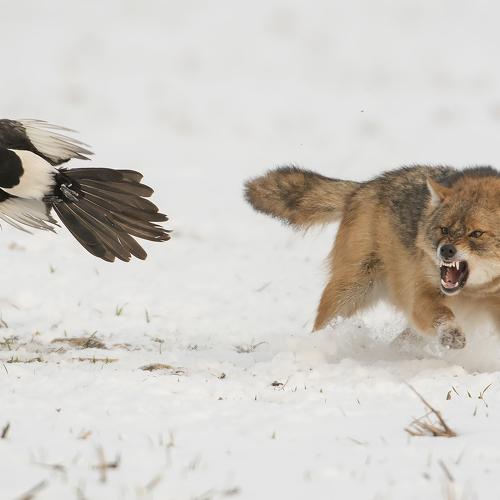 Превью фотографии фотографа Sergey Zlatkov