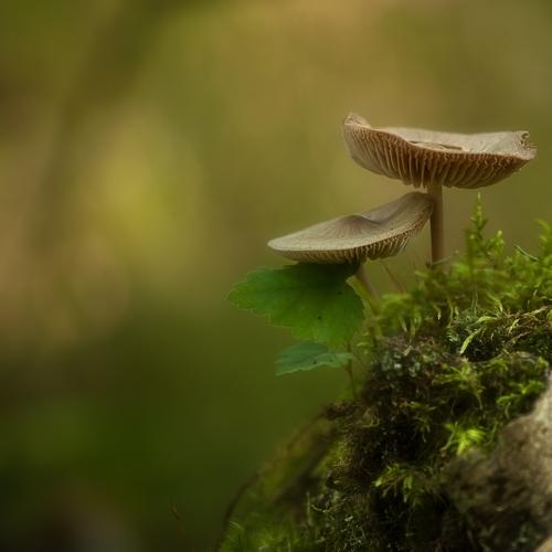 Превью фотографии фотографа Наталия К