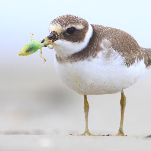 Превью фотографии фотографа Piotr Górny