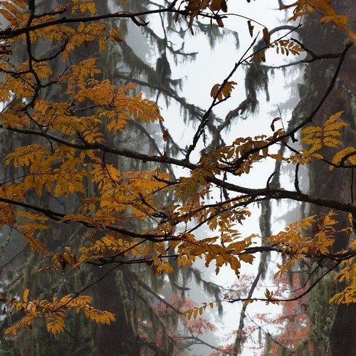 Превью фотографии фотографа Dijitalait