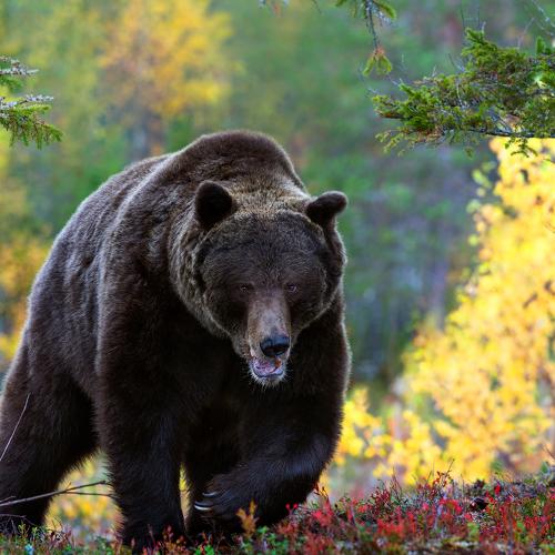 Превью фотографии фотографа Сергей Урядников