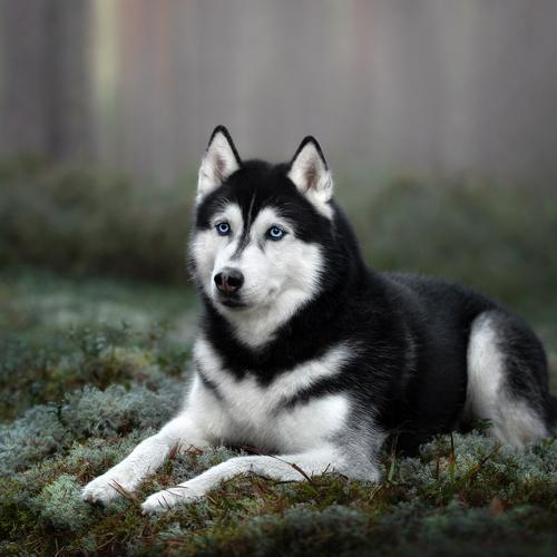 Превью фотографии фотографа Надежда Иванова