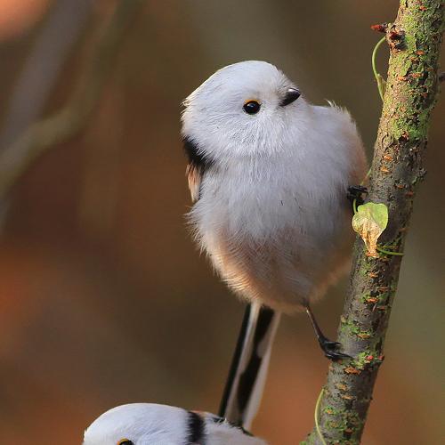 Превью фотографии фотографа Piotr Górny