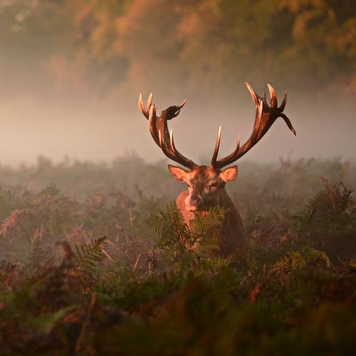 Превью фотографии фотографа Robert Fabrowski