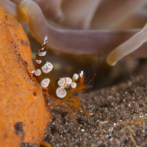 Preview Photographer\'s photo Anton Akhmatov