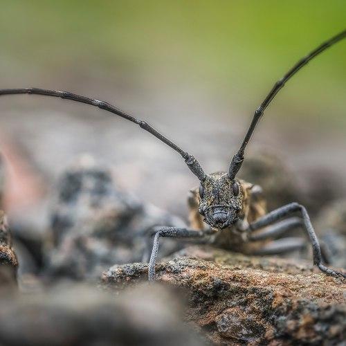 Превью фотографии фотографа Евгения Муравская