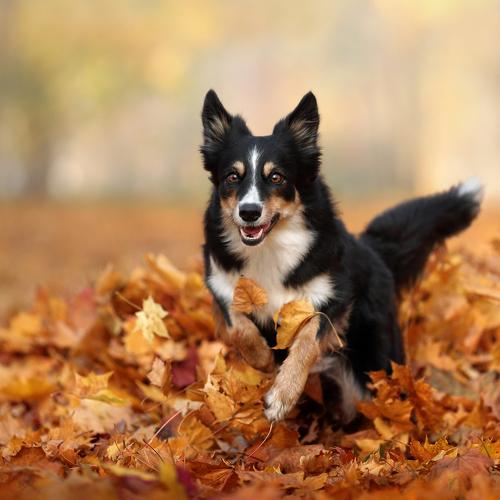 Превью фотографии фотографа Надежда Иванова