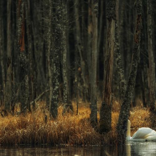 Preview Photographer\'s photo Daiva Seibeliene