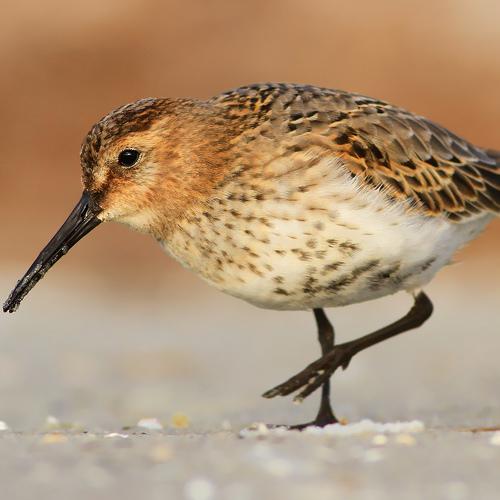 Превью фотографии фотографа Piotr Górny