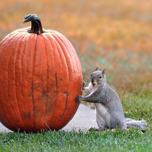 Превью фотографии фотографа Pavel