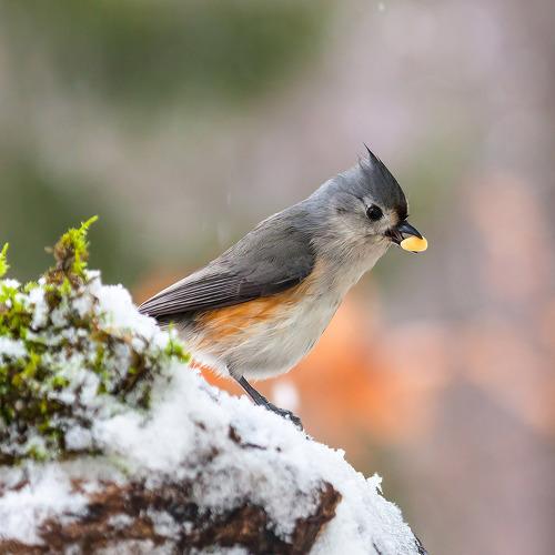 Preview Photographer\'s photo Антонина Яновска