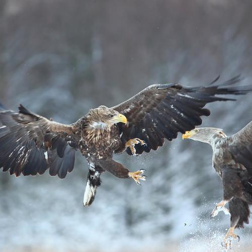 Превью фотографии фотографа Łukasz Sokół
