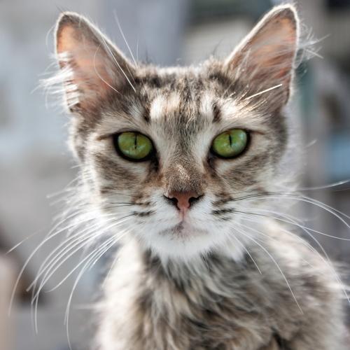 Превью фотографии фотографа Владимир Кедров