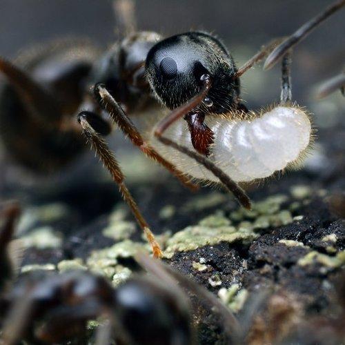 Превью фотографии фотографа Владимир Нейморовец
