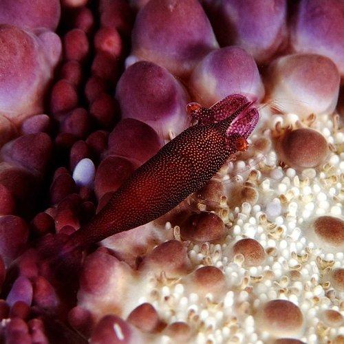 Preview Photographer\'s photo Anton Akhmatov