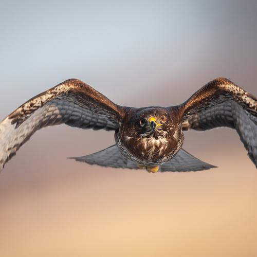 Превью фотографии фотографа Adam Fichna