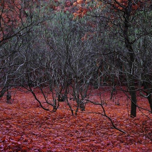 Превью фотографии фотографа Павел Супрун