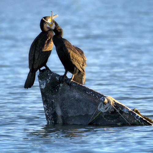 Превью фотографии фотографа Sergey Drobkov